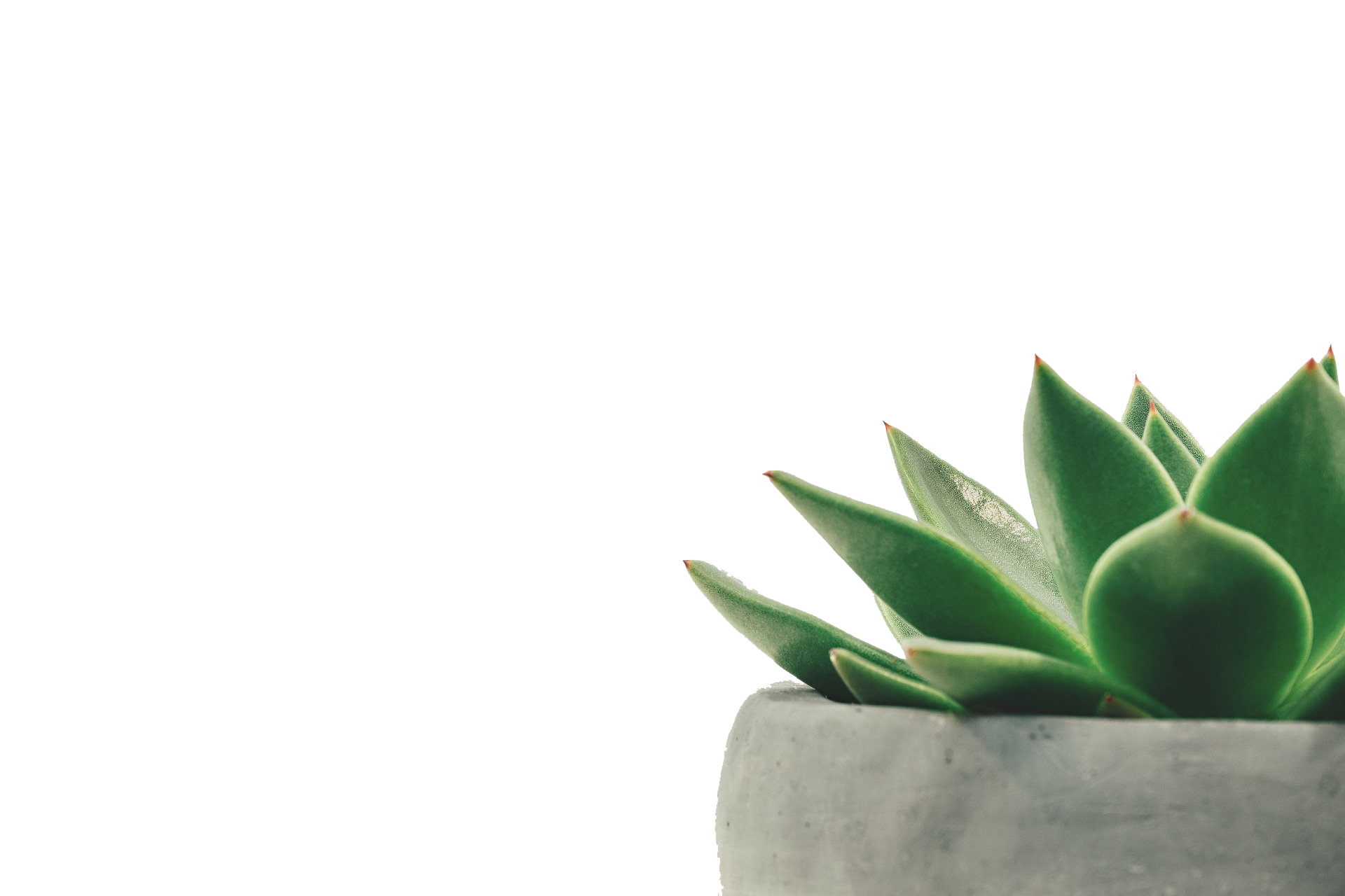 Plant G0599cd58c 1920 (1)